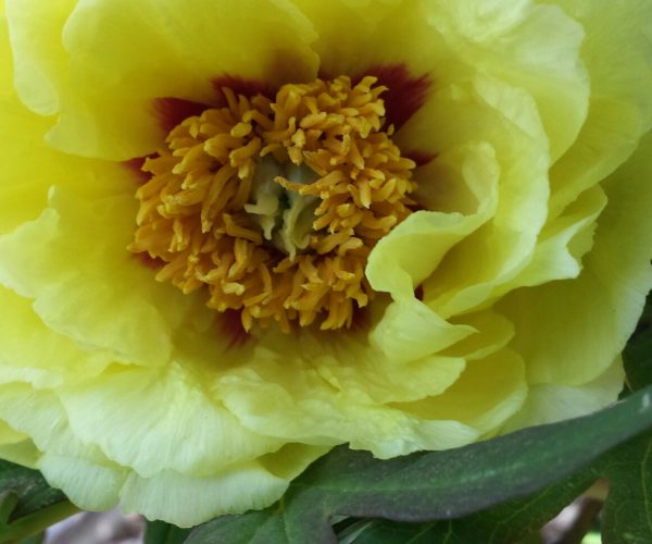 Strauchpfingstrose-Blüte