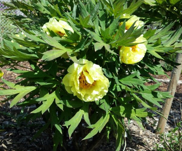 Strauchpfingstrose-Pflanze-blühend-Mai-2020